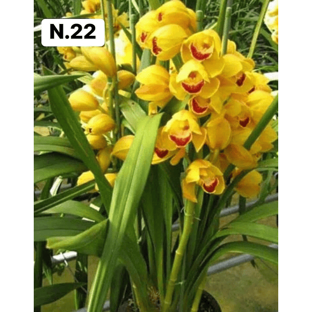 PROMOCÃO NATAL | PACK Orquídeas com 2–4 bolbos 22