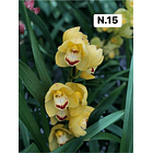 PROMOCÃO NATAL | PACK Orquídeas com 2–4 bolbos 15