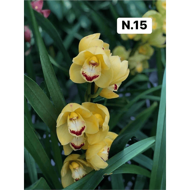 PROMOCÃO NATAL | PACK Orquídeas com 2–4 bolbos 15