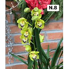 PROMOCÃO NATAL | PACK Orquídeas com 2–4 bolbos 8