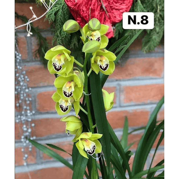 PROMOCÃO NATAL | PACK Orquídeas com 2–4 bolbos 8