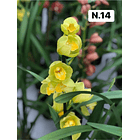 PROMOCÃO NATAL | PACK Orquídeas com 2–4 bolbos 14