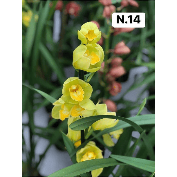 PROMOCÃO NATAL | PACK Orquídeas com 2–4 bolbos 14