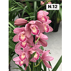 PROMOCÃO NATAL | PACK Orquídeas com 2–4 bolbos 12