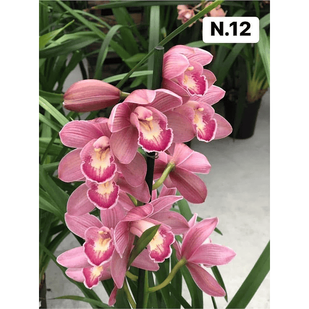 PROMOCÃO NATAL | PACK Orquídeas com 2–4 bolbos 12