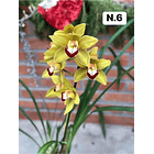 PROMOCÃO NATAL | PACK Orquídeas com 2–4 bolbos 6