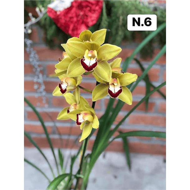 PROMOCÃO NATAL | PACK Orquídeas com 2–4 bolbos 6