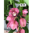 PROMOCÃO NATAL | PACK Orquídeas com 2–4 bolbos 13