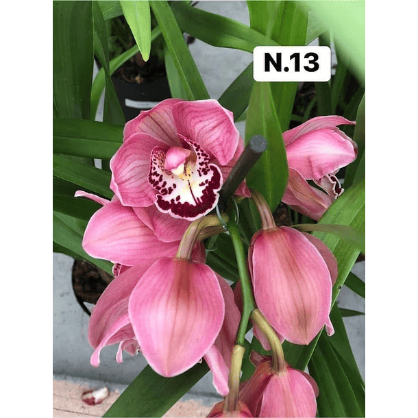 PROMOCÃO NATAL | PACK Orquídeas com 2–4 bolbos 13