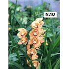 PROMOCÃO NATAL | PACK Orquídeas com 2–4 bolbos 10