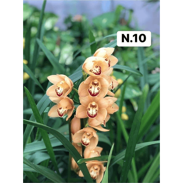 PROMOCÃO NATAL | PACK Orquídeas com 2–4 bolbos 10