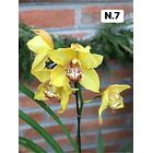 PROMOCÃO NATAL | PACK Orquídeas com 2–4 bolbos 7