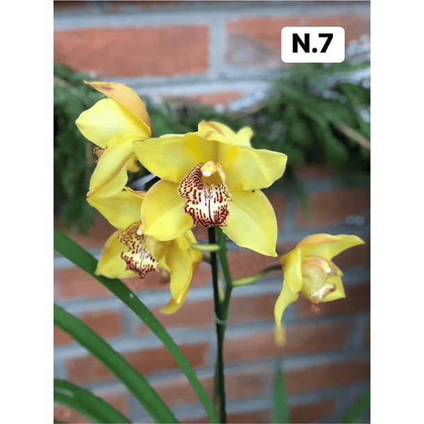 PROMOCÃO NATAL | PACK Orquídeas com 2–4 bolbos 7