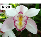 PROMOCÃO NATAL | PACK Orquídeas com 2–4 bolbos 20