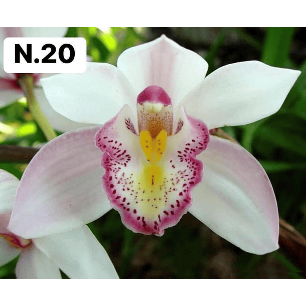 PROMOCÃO NATAL | PACK Orquídeas com 2–4 bolbos 20