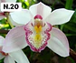 PACK 4 ou 8+1 oferta com 2–4 bolbos cada (envio grátis)  - Thumbnail 20