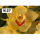 PROMOCÃO NATAL | PACK Orquídeas com 2–4 bolbos 27