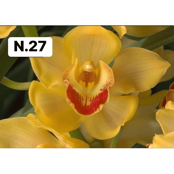 PROMOCÃO NATAL | PACK Orquídeas com 2–4 bolbos 27