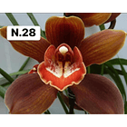 PROMOCÃO NATAL | PACK Orquídeas com 2–4 bolbos 28