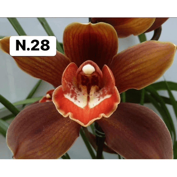 PROMOCÃO NATAL | PACK Orquídeas com 2–4 bolbos 28