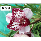 PROMOCÃO NATAL | PACK Orquídeas com 2–4 bolbos 29