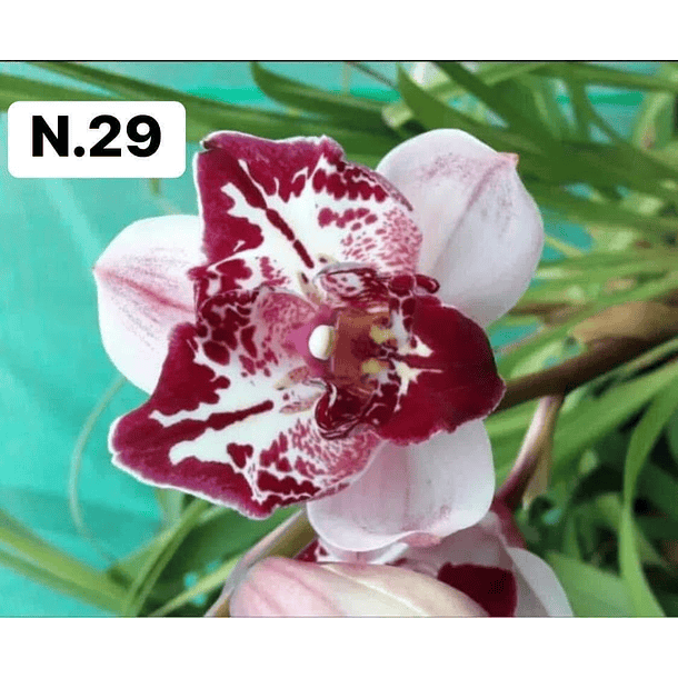 PROMOCÃO NATAL | PACK Orquídeas com 2–4 bolbos 29