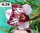 PACK 4 ou 8+1 oferta com 2–4 bolbos cada (envio grátis)  - Thumbnail 29