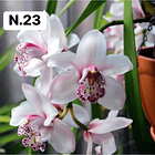 PROMOCÃO NATAL | PACK Orquídeas com 2–4 bolbos 23