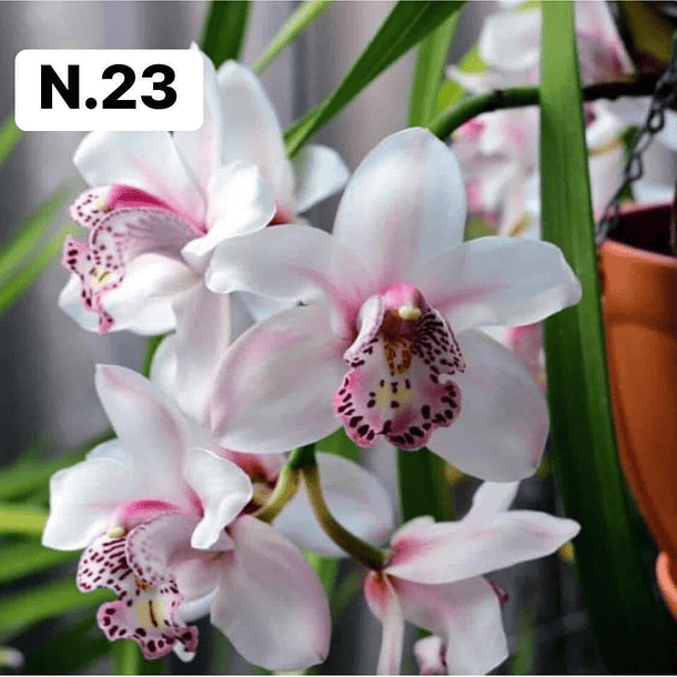 PROMOCÃO NATAL | PACK Orquídeas com 2–4 bolbos 23