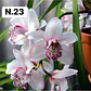 PACK 4 ou 8+1 oferta com 2–4 bolbos cada (envio grátis)  - Thumbnail 23