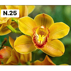 PROMOCÃO NATAL | PACK Orquídeas com 2–4 bolbos 25