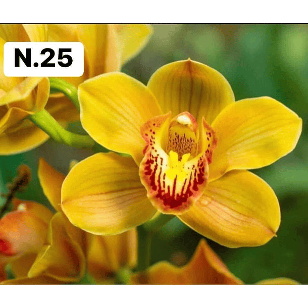 PROMOCÃO NATAL | PACK Orquídeas com 2–4 bolbos 25