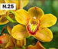 PACK 4 ou 8+1 oferta com 2–4 bolbos cada (envio grátis)  - Thumbnail 25