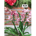 PROMOCÃO NATAL | PACK Orquídeas com 2–4 bolbos 9