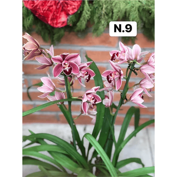 PROMOCÃO NATAL | PACK Orquídeas com 2–4 bolbos 9