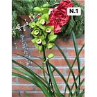 PROMOCÃO NATAL | PACK Orquídeas com 2–4 bolbos 1