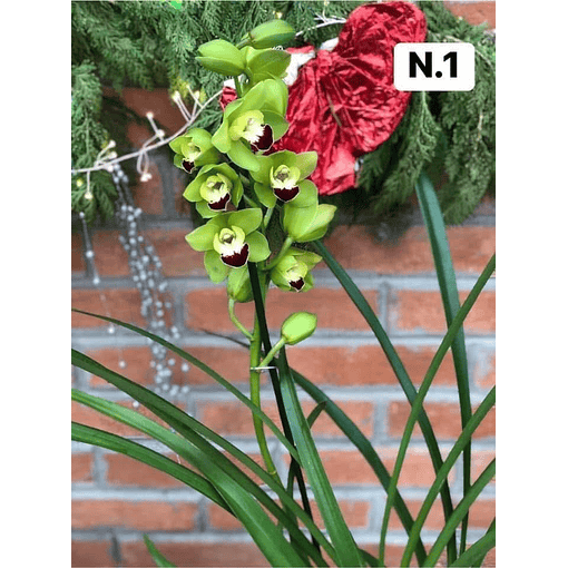 PROMOCÃO NATAL | PACK Orquídeas com 2–4 bolbos