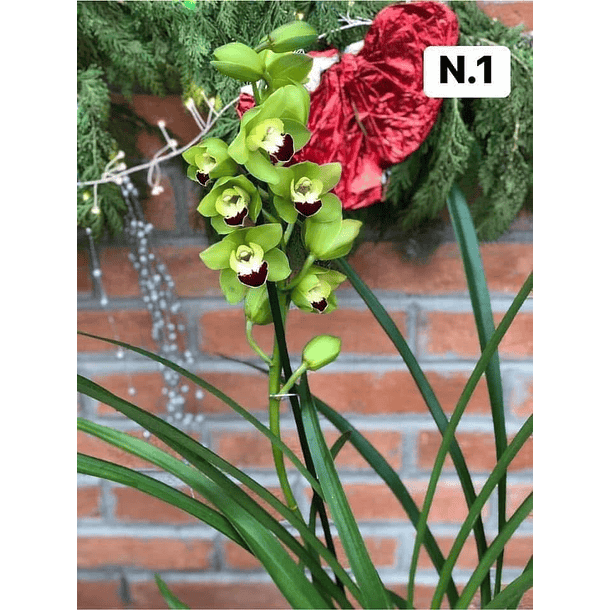 PROMOCÃO NATAL | PACK Orquídeas com 2–4 bolbos 1