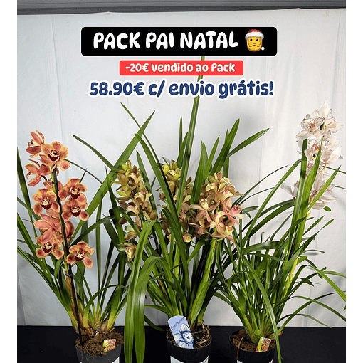 "PACK PAI NATAL" - Orquideas com Flor
