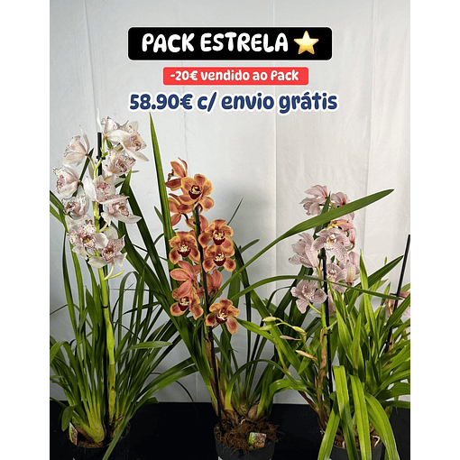 "PACK ESTRELA" - Orquideas com Flor