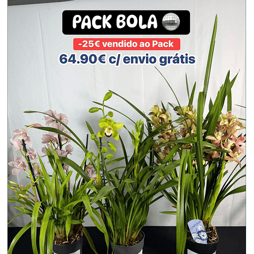 "PACK BOLA" - ORQUIDEAS COM FLOR 