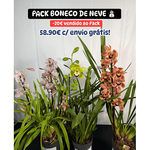 PACK "BONECO DE NEVE" - ORQUIDEAS COM FLOR