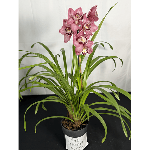 Cymbidium Rosa 1 haste Flor XXL