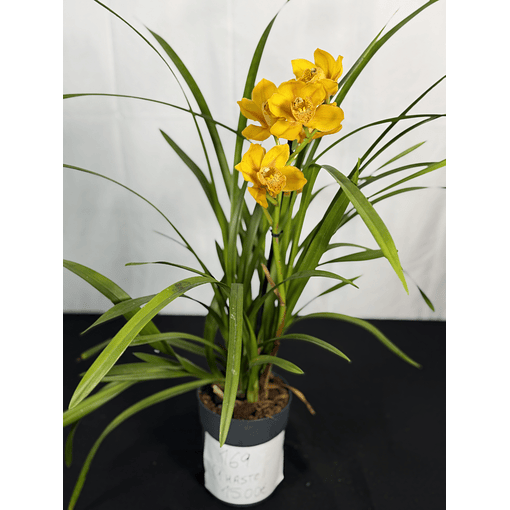 CYMBIDIUM AMARELO C/ LABELO LARANJA 