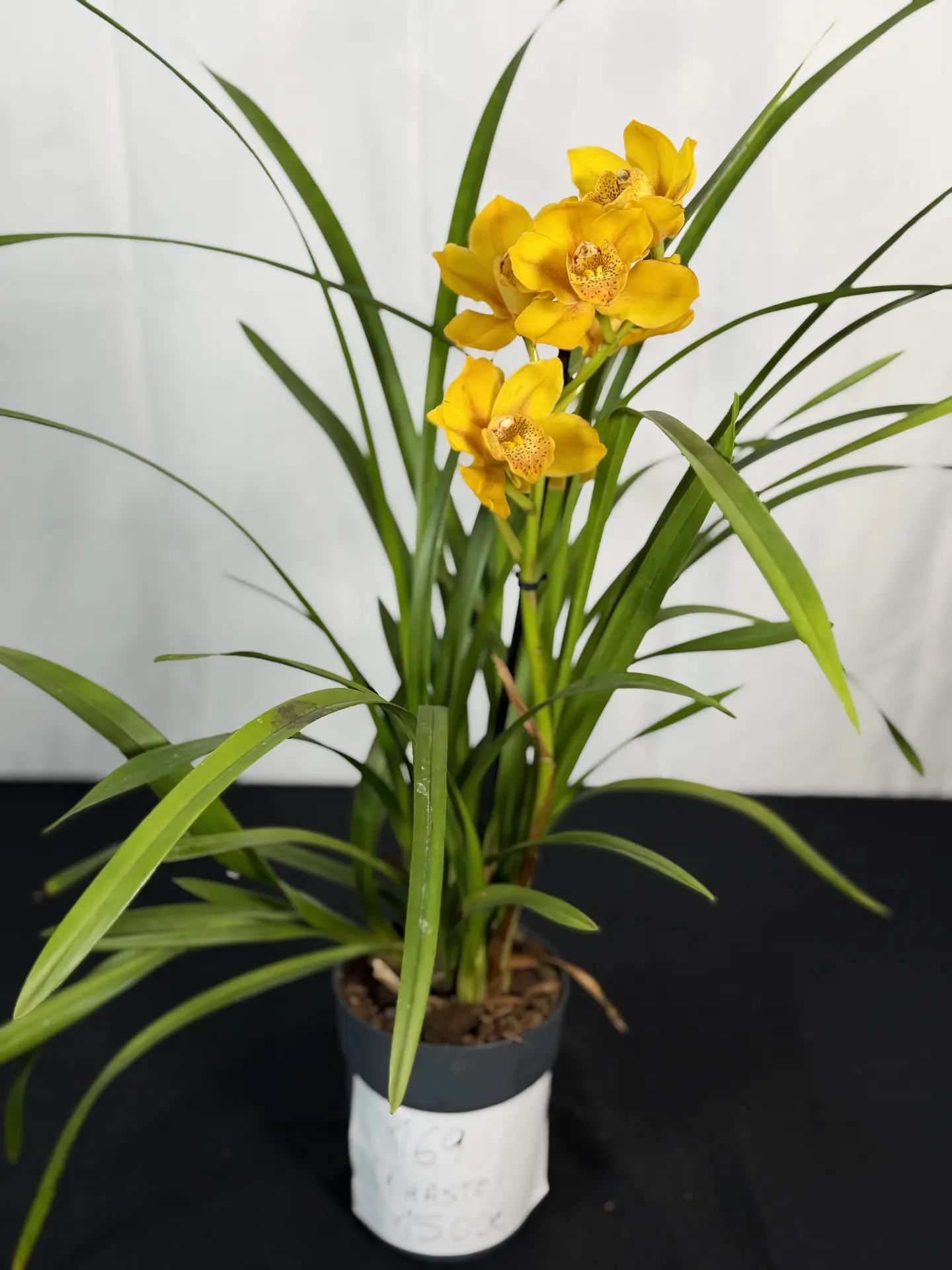 CYMBIDIUM AMARELO C/ LABELO LARANJA   2 HASTES  1