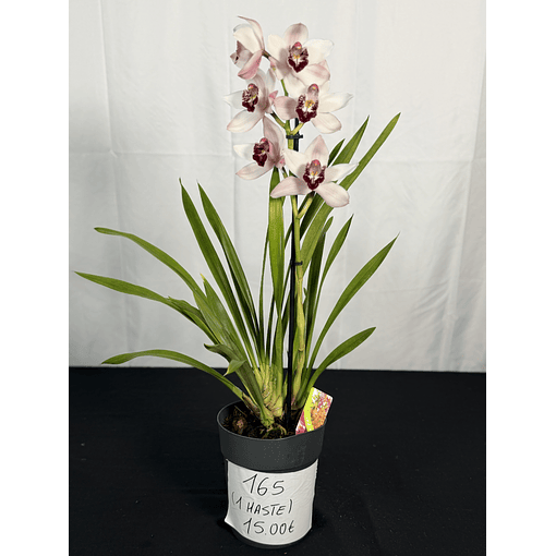 CYMBIDIUM BRANCO FLOR XXL C/ DETALHE BORDÔ