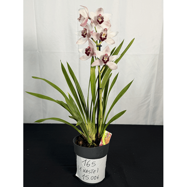 CYMBIDIUM BRANCO FLOR XXL C/ DETALHE BORDÔ