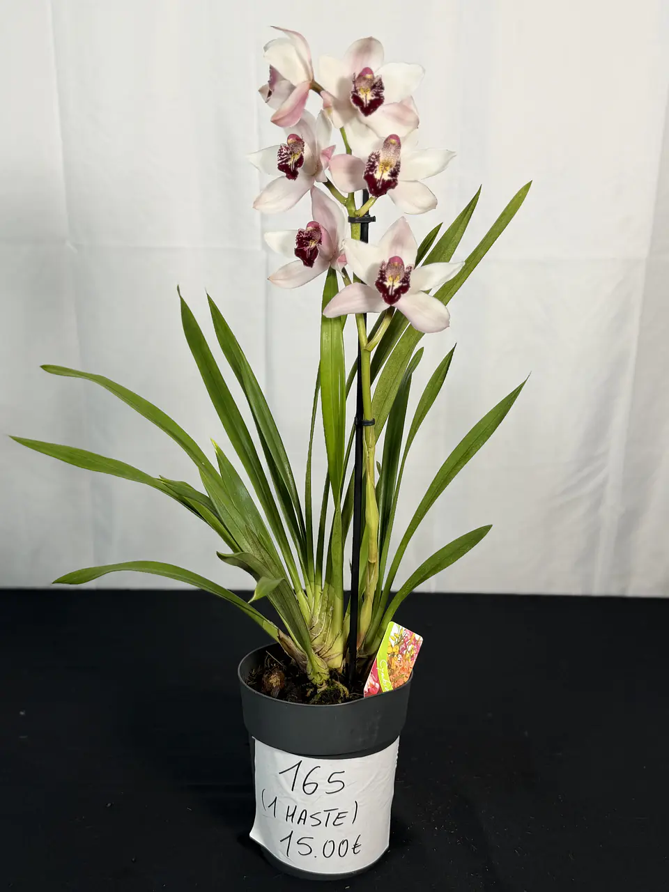 CYMBIDIUM BRANCO FLOR XXL C/ DETALHE BORDÔ 1