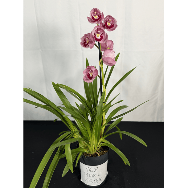 CYMBIDIUM ROSA C/ LABELO VERMELHO