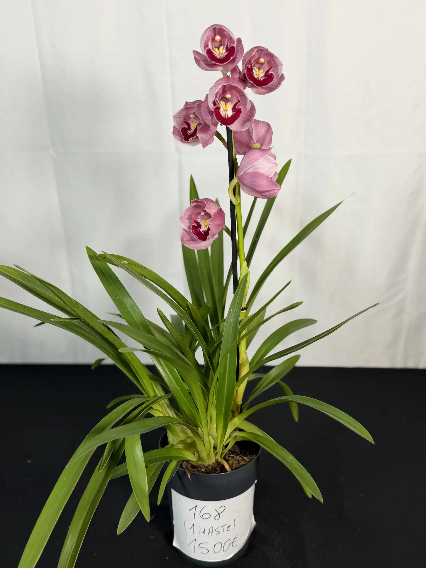 CYMBIDIUM ROSA C/ LABELO VERMELHO 1